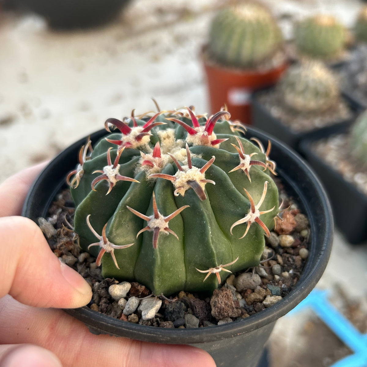 Echinocactus texensis - BotanicalCollector