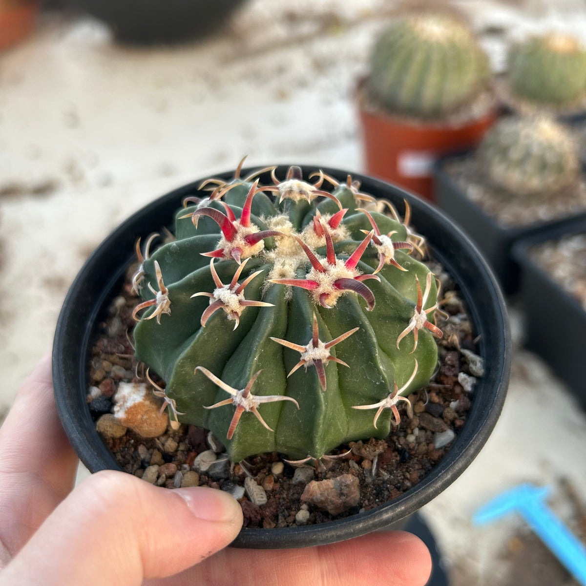 Echinocactus texensis - BotanicalCollector