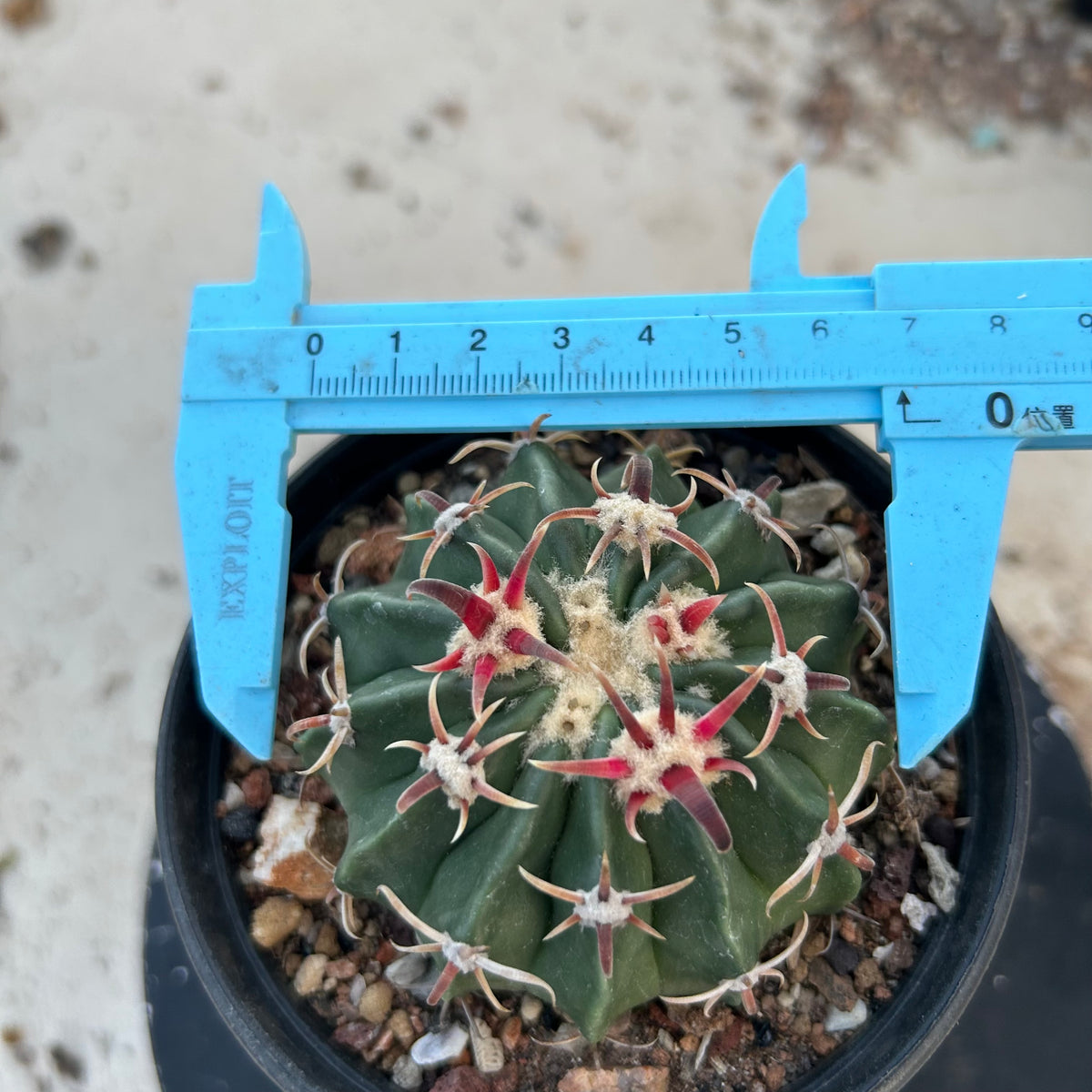Echinocactus texensis - BotanicalCollector