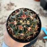 Echinocactus texensis