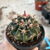 Echinocactus texensis
