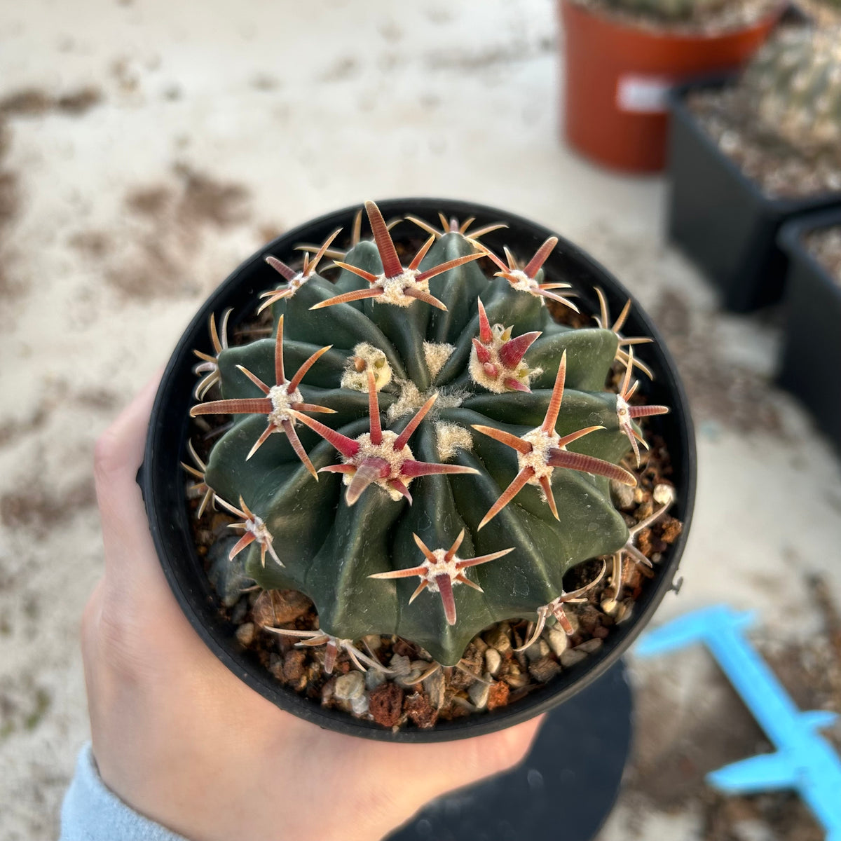 Echinocactus texensis