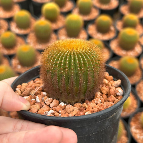 Uebelmannia eriocactoides