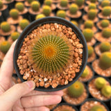 Uebelmannia eriocactoides