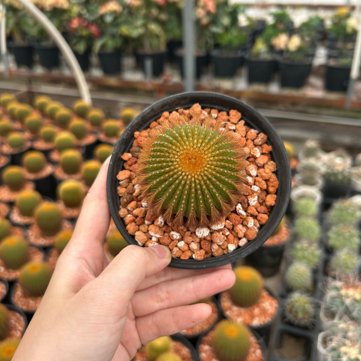 Uebelmannia eriocactoides