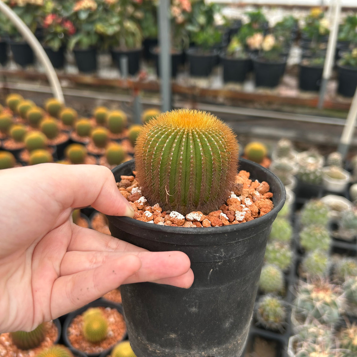 Uebelmannia eriocactoides