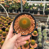 Uebelmannia eriocactoides