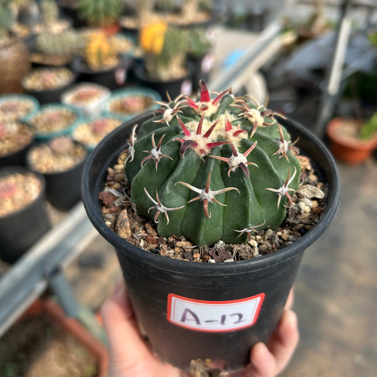 Echinocactus texensis - BotanicalCollector