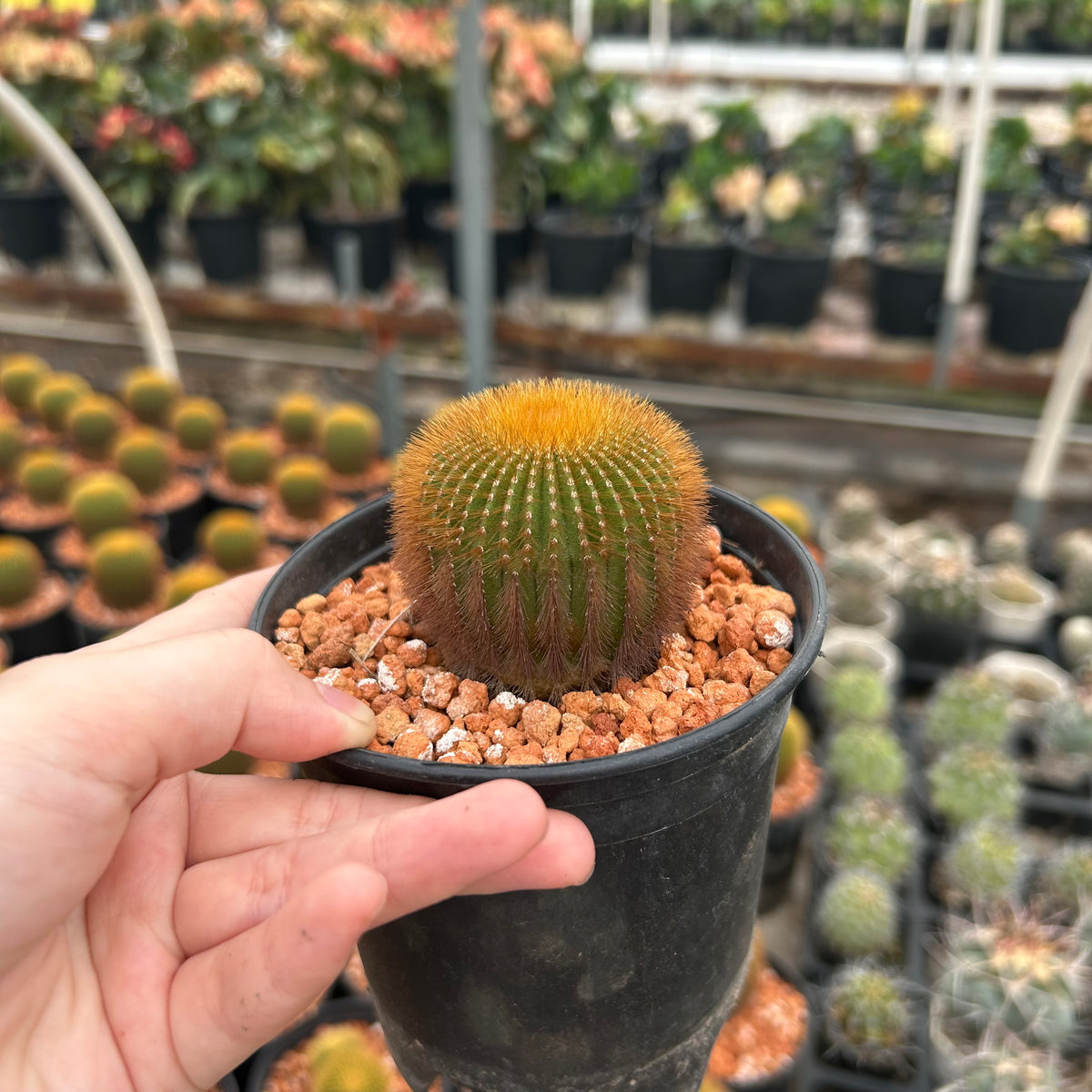 Uebelmannia eriocactoides