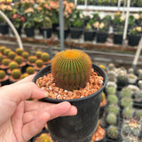 Uebelmannia eriocactoides