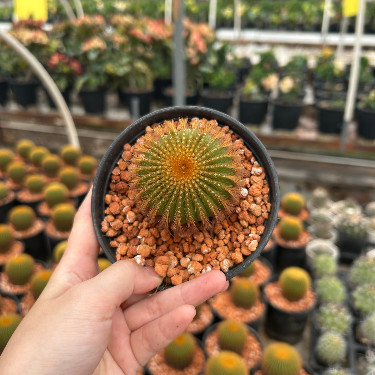Uebelmannia eriocactoides