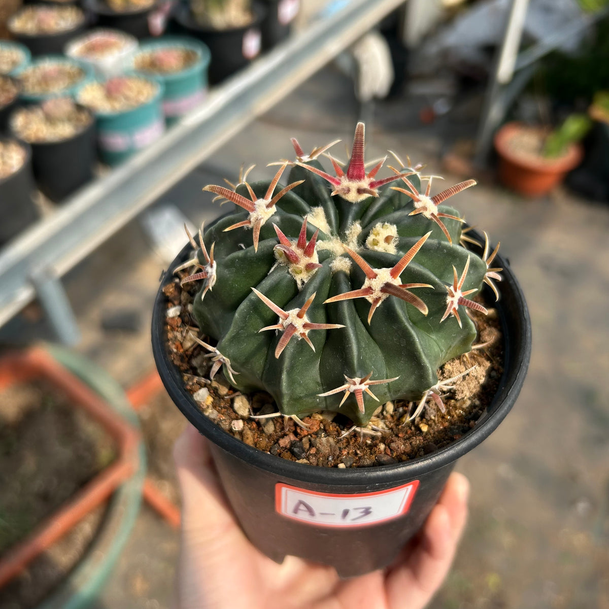 Echinocactus texensis
