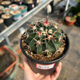Echinocactus texensis