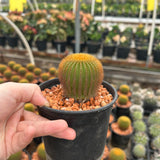 Uebelmannia eriocactoides