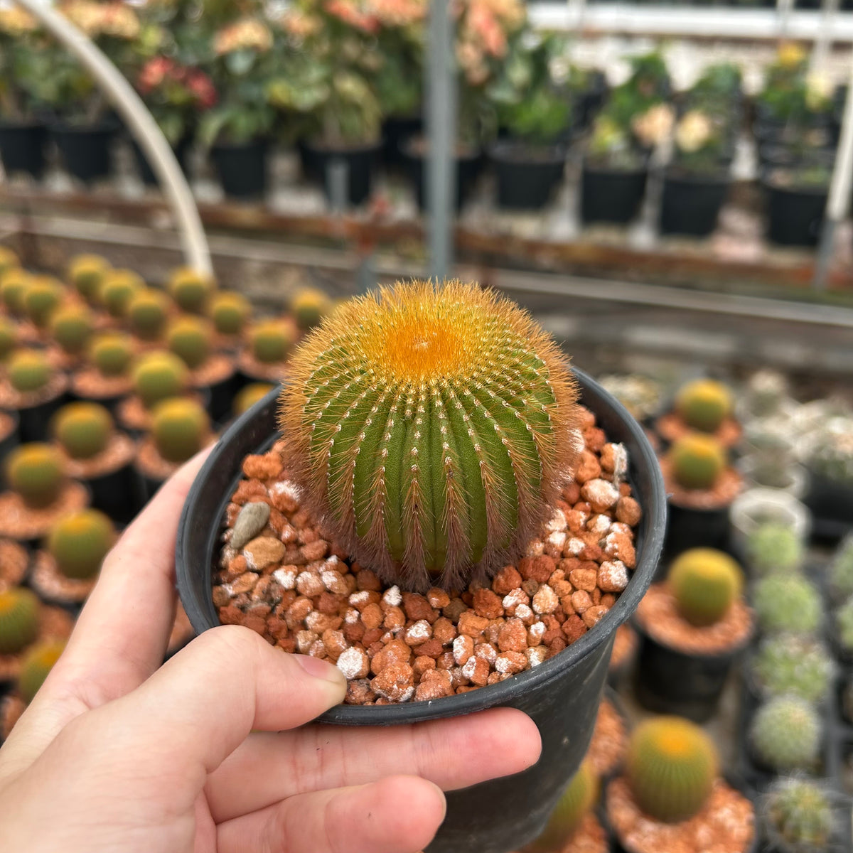 Uebelmannia eriocactoides
