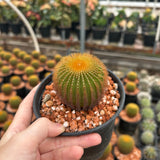 Uebelmannia eriocactoides