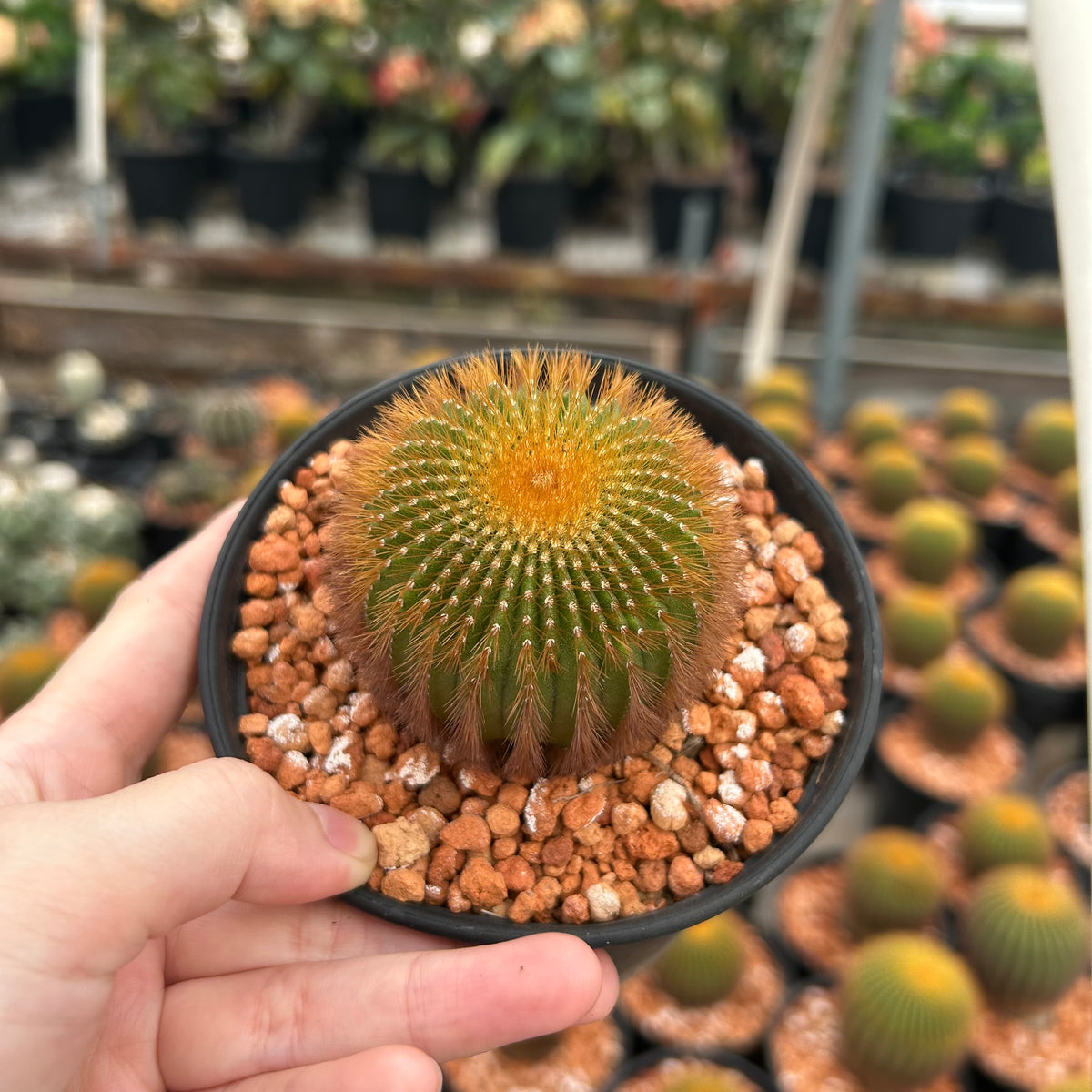Uebelmannia eriocactoides