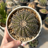 Gymnocalycium bodenbenderianum - BotanicalCollector