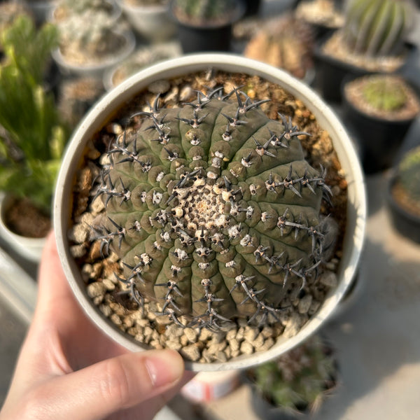 Gymnocalycium bodenbenderianum - BotanicalCollector