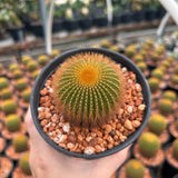 Uebelmannia eriocactoides