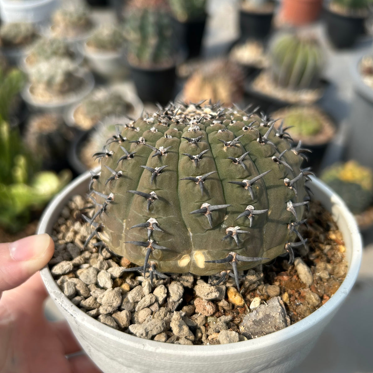 Gymnocalycium bodenbenderianum - BotanicalCollector