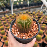 Uebelmannia eriocactoides