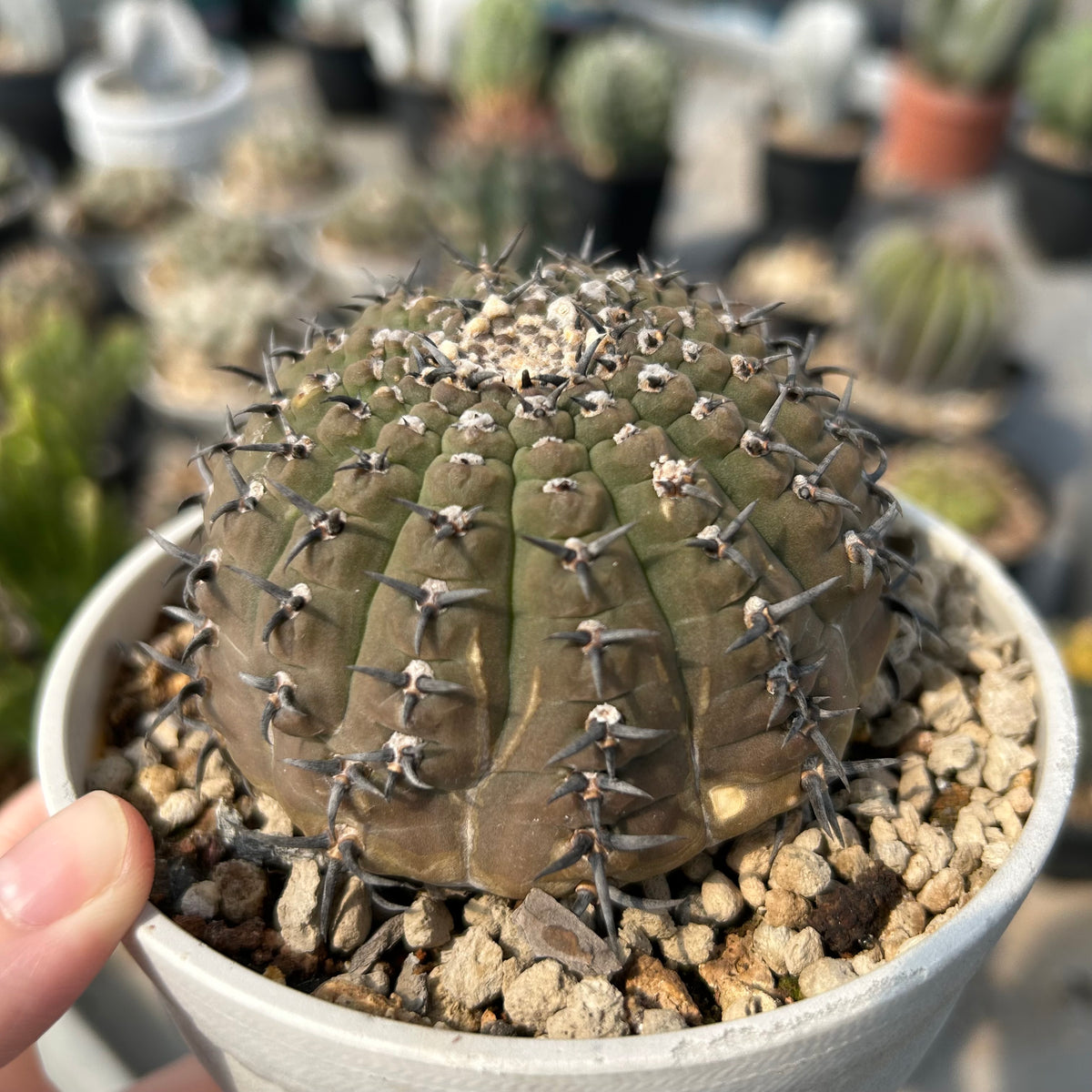 Gymnocalycium bodenbenderianum - BotanicalCollector