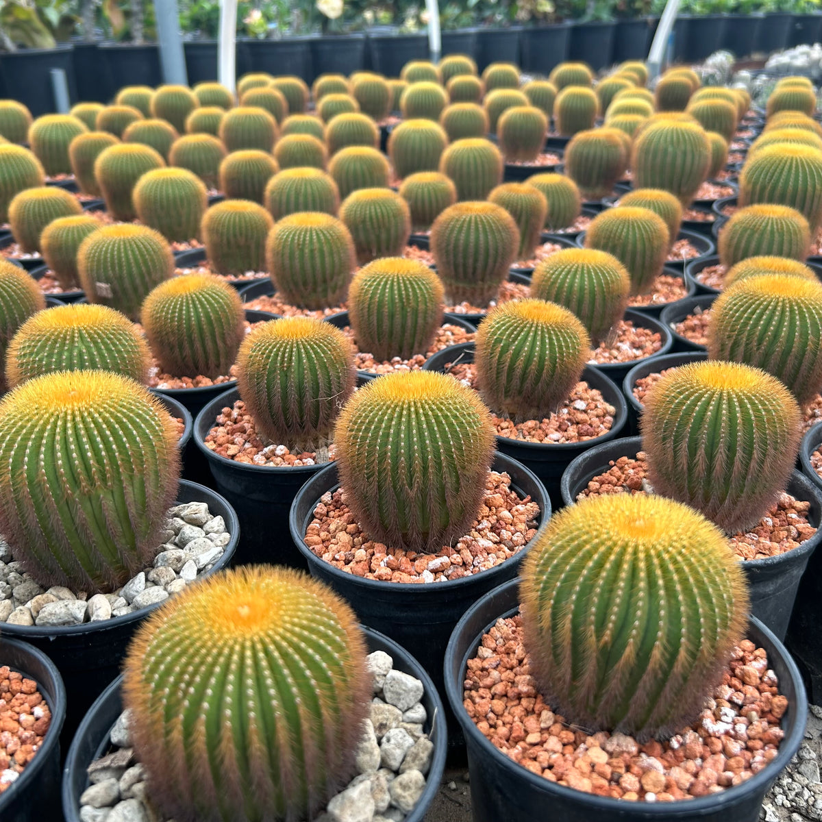 Uebelmannia eriocactoides