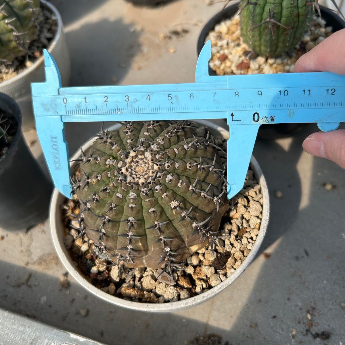 Gymnocalycium bodenbenderianum - BotanicalCollector