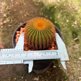 Uebelmannia eriocactoides