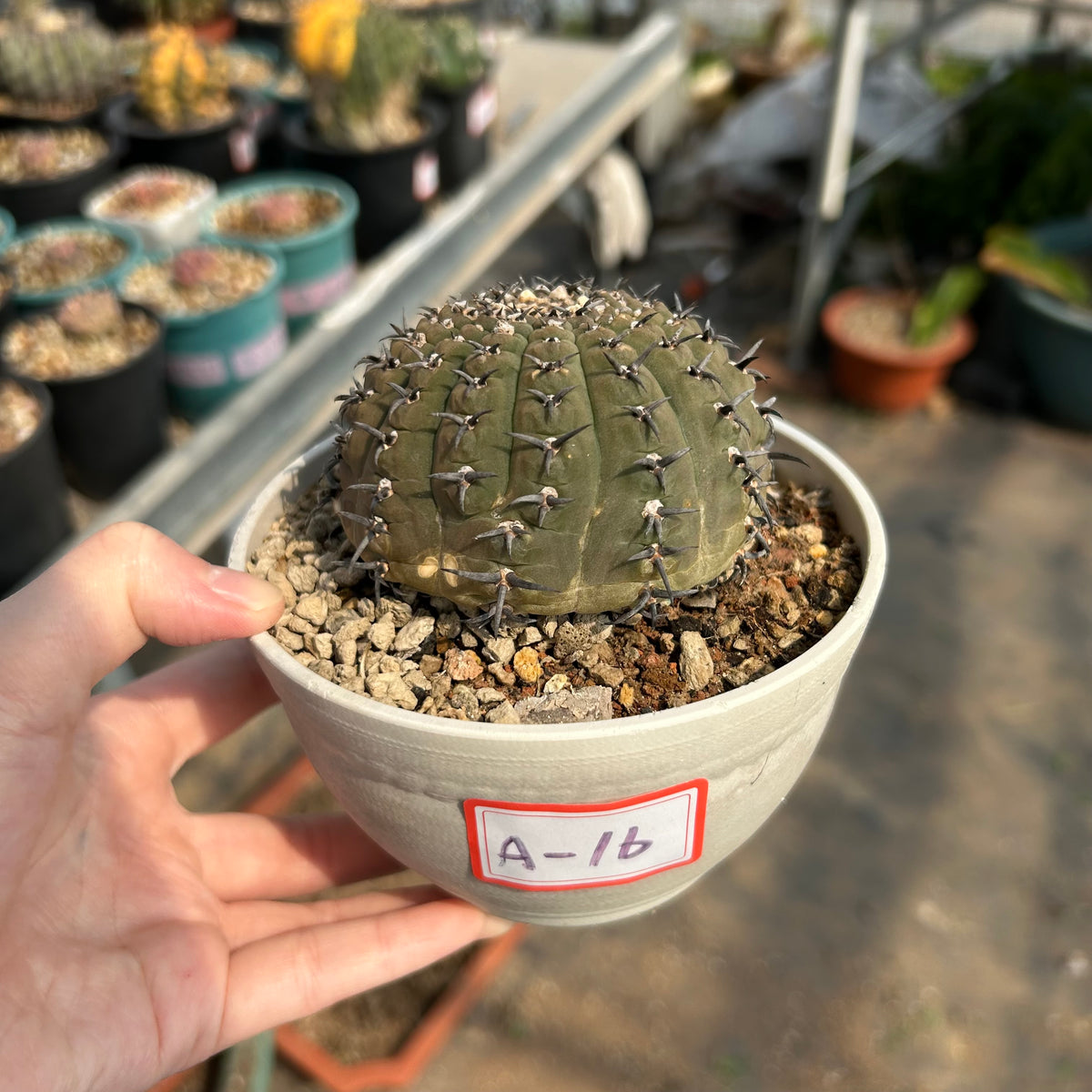 Gymnocalycium bodenbenderianum - BotanicalCollector