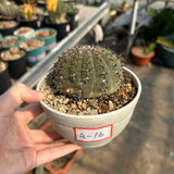 Gymnocalycium bodenbenderianum - BotanicalCollector