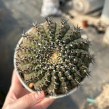 Gymnocalycium bodenbenderianum