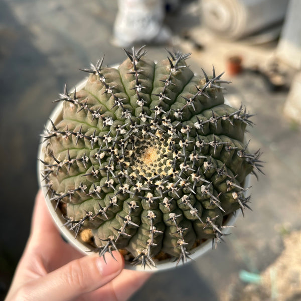 Gymnocalycium bodenbenderianum