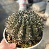 Gymnocalycium bodenbenderianum