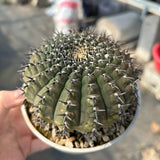 Gymnocalycium bodenbenderianum