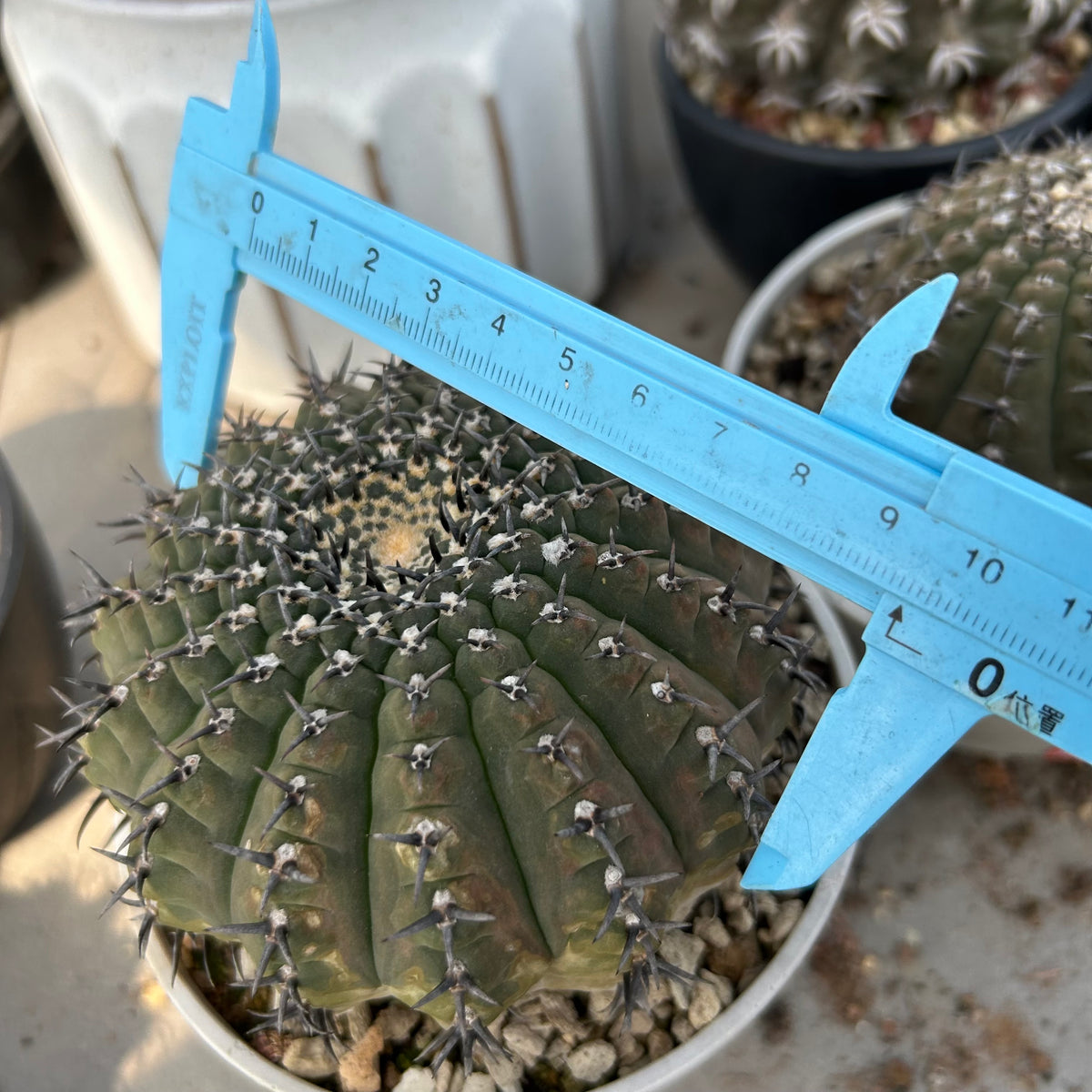 Gymnocalycium bodenbenderianum