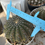 Gymnocalycium bodenbenderianum