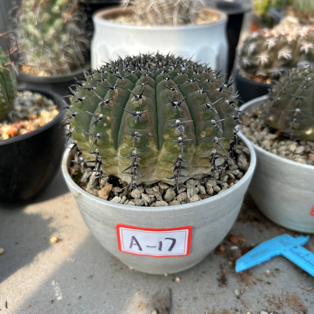Gymnocalycium bodenbenderianum