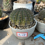 Gymnocalycium bodenbenderianum
