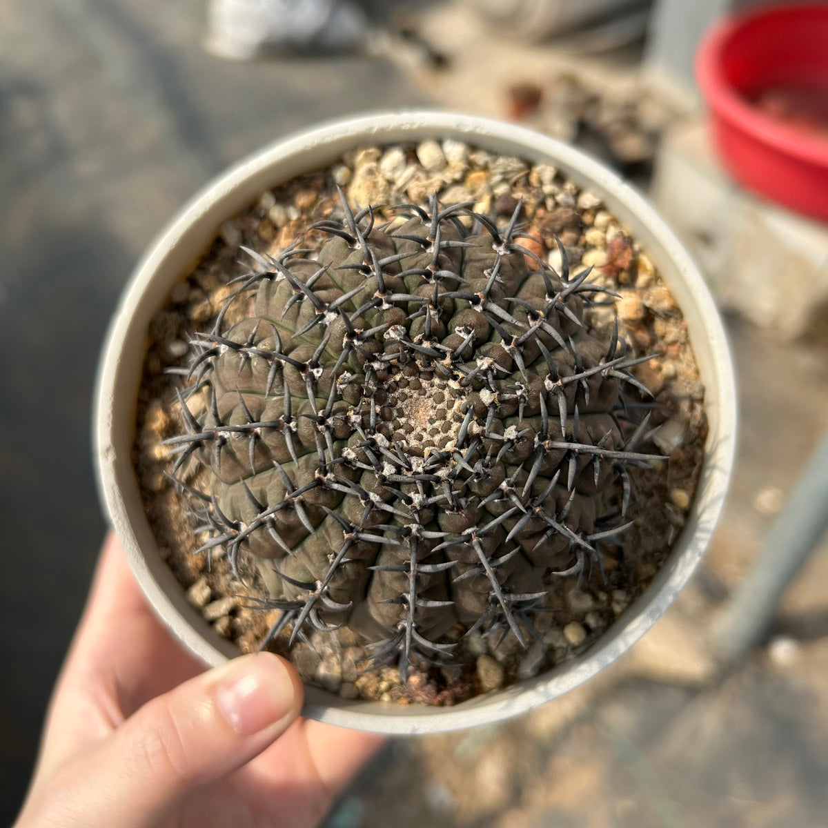 Gymnocalycium bodenbenderianum
