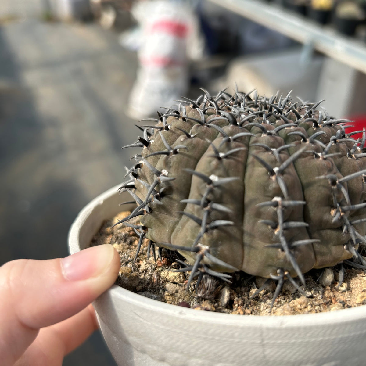 Gymnocalycium bodenbenderianum