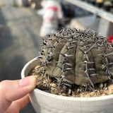 Gymnocalycium bodenbenderianum