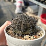 Gymnocalycium bodenbenderianum
