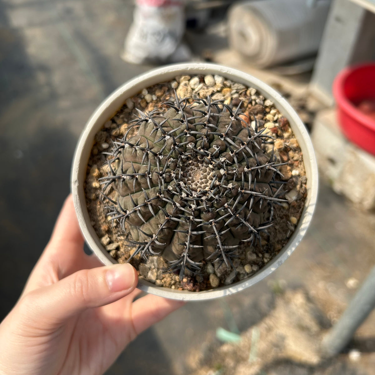 Gymnocalycium bodenbenderianum