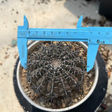 Gymnocalycium bodenbenderianum