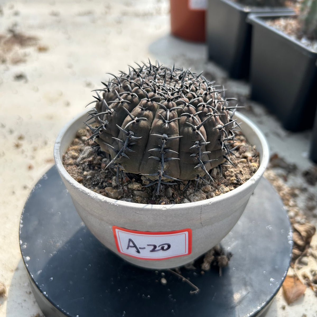 Gymnocalycium bodenbenderianum