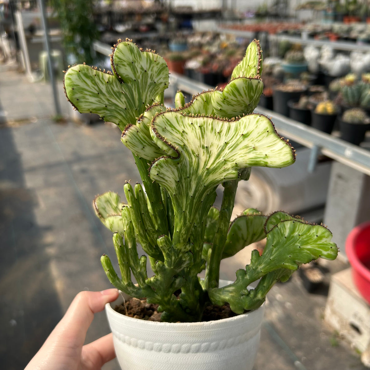 Crested Variegated Euphorbia sp. - BotanicalCollector