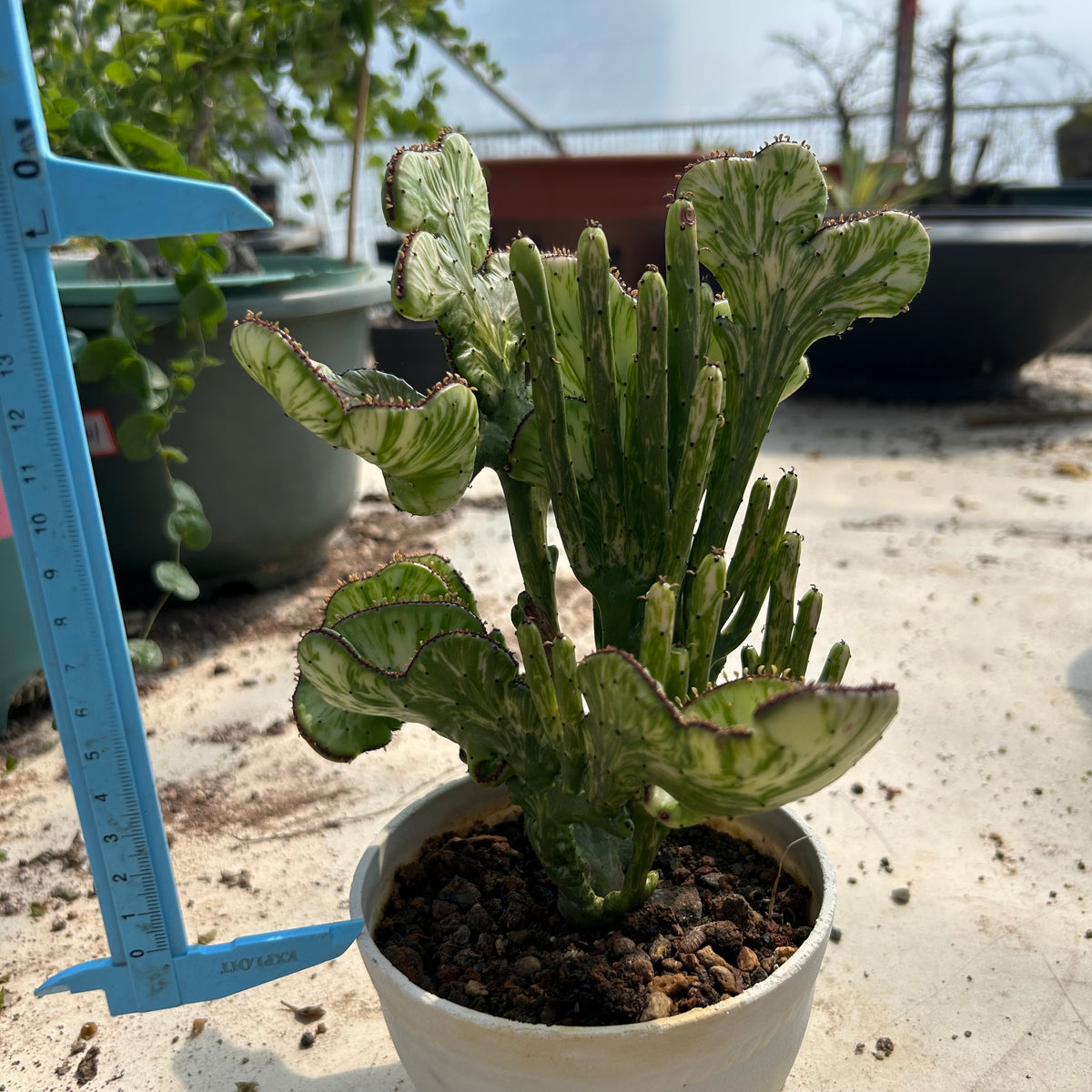 Crested Variegated Euphorbia sp. - BotanicalCollector