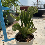 Crested Variegated Euphorbia sp. - BotanicalCollector